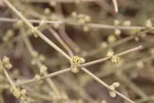 Ephedra alata fruits