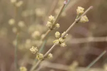 Ephedra alata fruits