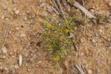 Whole plant