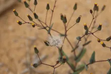 Senecio flavus fruits