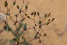Senecio flavus flowers
