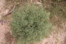 Whole plant