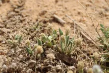 Whole plant