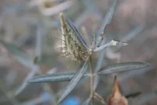 Gomphocarpus sinaicus fruit