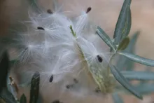 Gomphocarpus sinaicus fruit and seeds