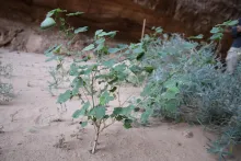 Abutilon fruticosum
