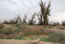 Whole plant