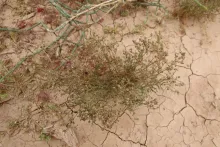 Whole plant