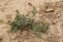 Whole plant