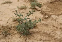 Whole plant
