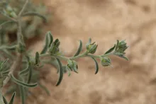 Ogastemma pusillum fruits