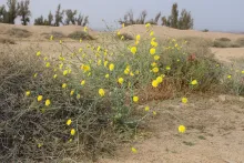 Whole plant
