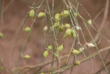 Retama raetam fruits