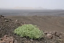 Whole plant on Harrat Khaybar