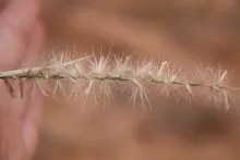 Cenchrus divisus fruit