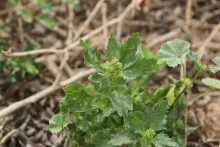Chenopodiastrum murale leaves and flowers