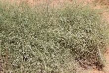Whole plant