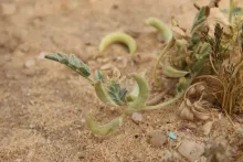 Astragalus eremophilus leaves and fruits