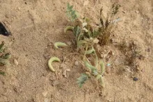 Whole plant
