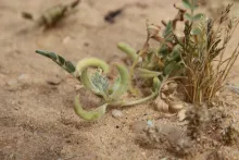 Astragalus eremophilus leaves and fruits