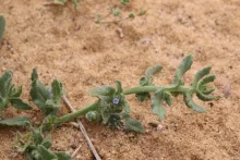 Gastrocotyle hispida flower