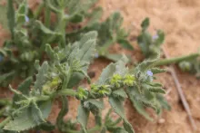 Gastrocotyle hispida flower and fruits