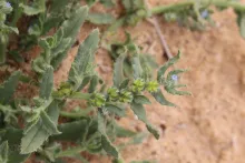 Gastrocotyle hispida flower and fruits