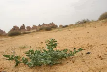 Whole plant