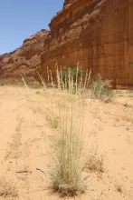 Whole plant