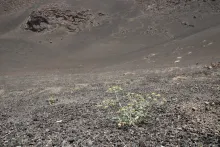 Whole plant
