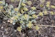 Ducrosia flabellifolia flowers