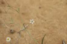 Gypsophila capillaris flower