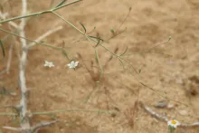 Gypsophila capillaris flower