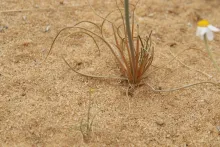 Asphodelus tenuifolius leaves