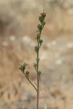Asphodelus tenuifolius fruits