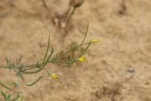 Hypecoum aegyptiacum flowers