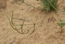 Hypecoum aegyptiacum fruits