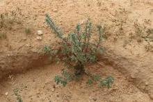 Whole plant