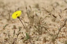 Whole plant