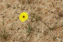 Whole plant