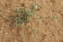 Polycarpaea repens flower