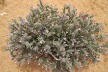 Whole plant