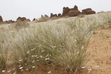 Whole plant