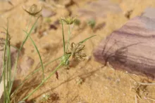 Koelpinia linearis fruit