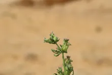 Pteranthus dichotomus flowers