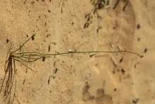 Whole plant