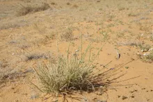 Whole plant