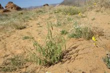 Whole plant