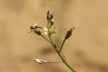 Coincya tournefortii flower