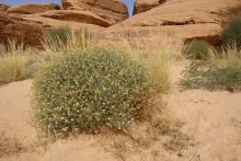 Whole plant